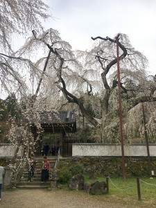 星雲寺のしだれ桜の古木