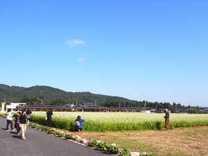 ちちぶ花見の里のそばの花