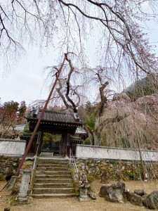 樹齢600年の桜の古木は１〜２部咲き