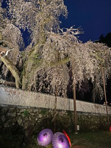 清雲寺枝垂れ桜ライトアップ3