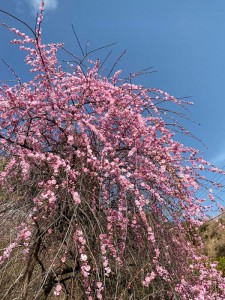 しだれ梅か桃の花