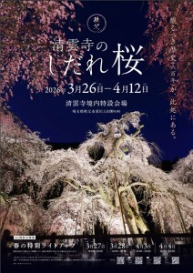 2026清雲寺のしだれ桜ポスター