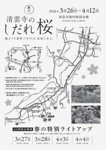 2026清雲寺のしだれ桜