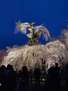 清雲寺のしだれ桜ライトアップ