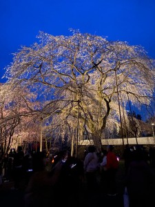 清雲寺のしだれ桜ライトアップ